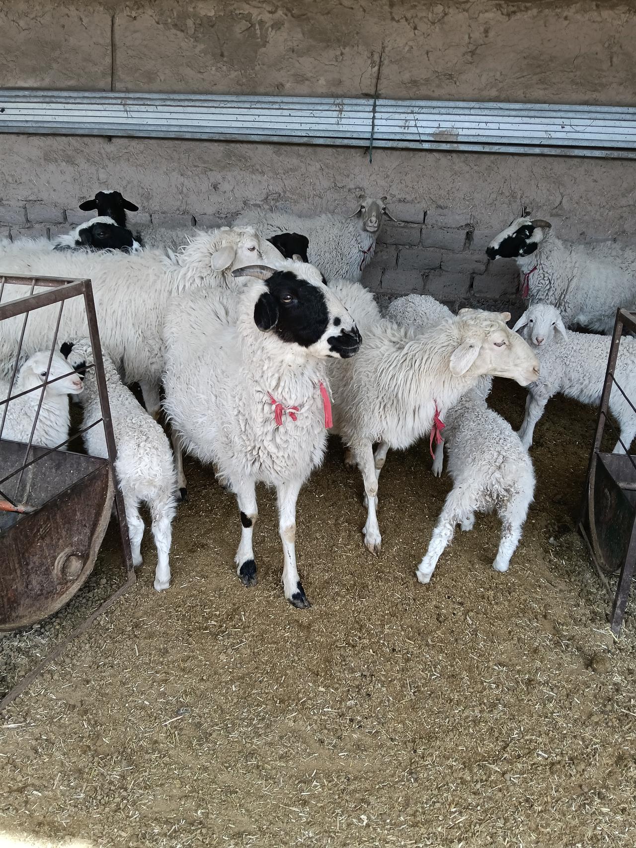 我家羊饮水不限制，让它们自由喝。羊喝水可太重要了，充足的水有助于消化草料。之前试