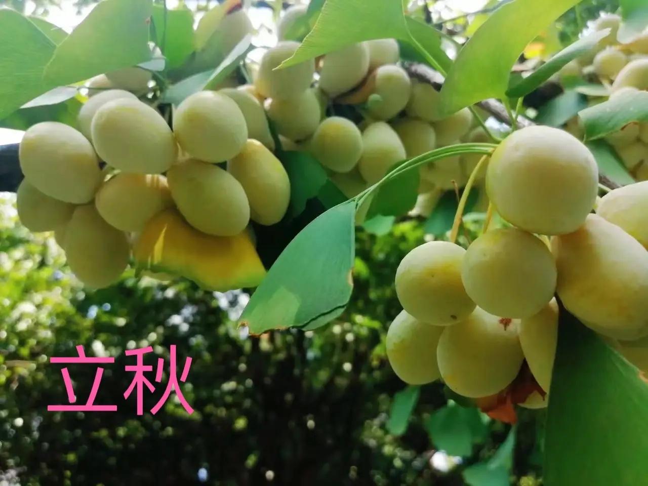 今年8月7日立秋，立秋后会出现秋老虎吗？
眼下高温不断来袭，很多人盼着8月7日立