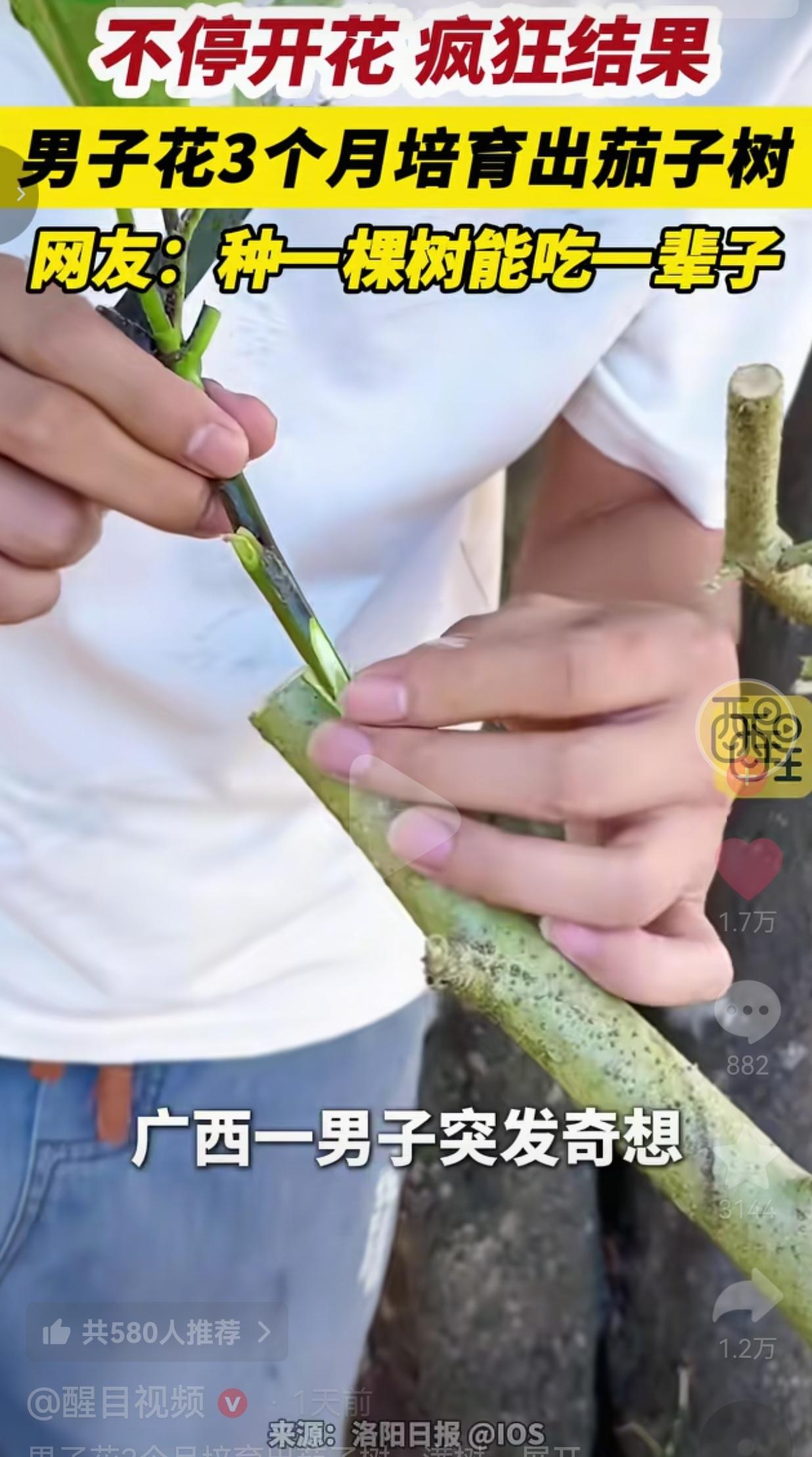 我说实话，活了几十年，头一回知道茄子居然还能长在树上！
 
广西，有位余先生，平