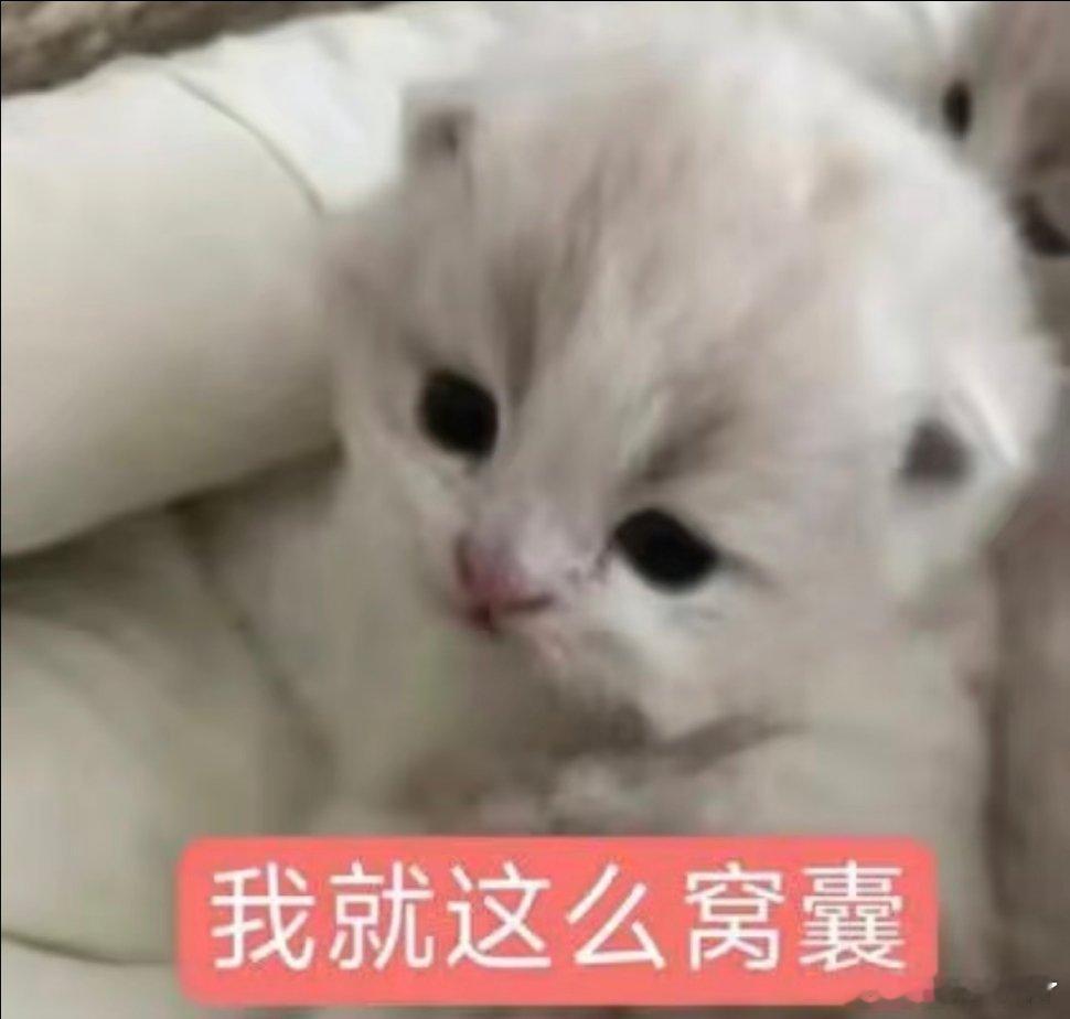 小猫表情包分享！ 