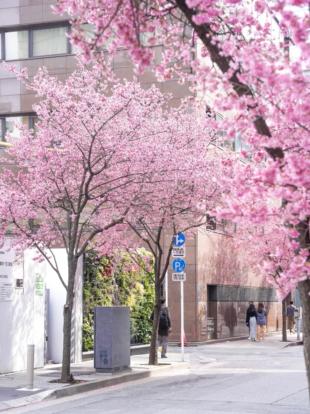 东京秋叶原附近樱花实况‼️整条街人少全开满
