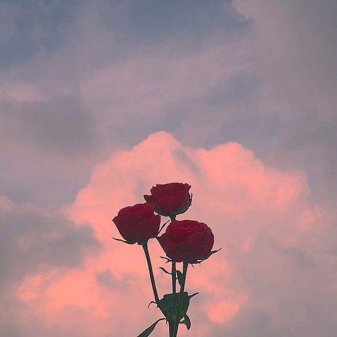 好花盛开，就该尽先摘，慎莫待美景难再。——莎士比亚