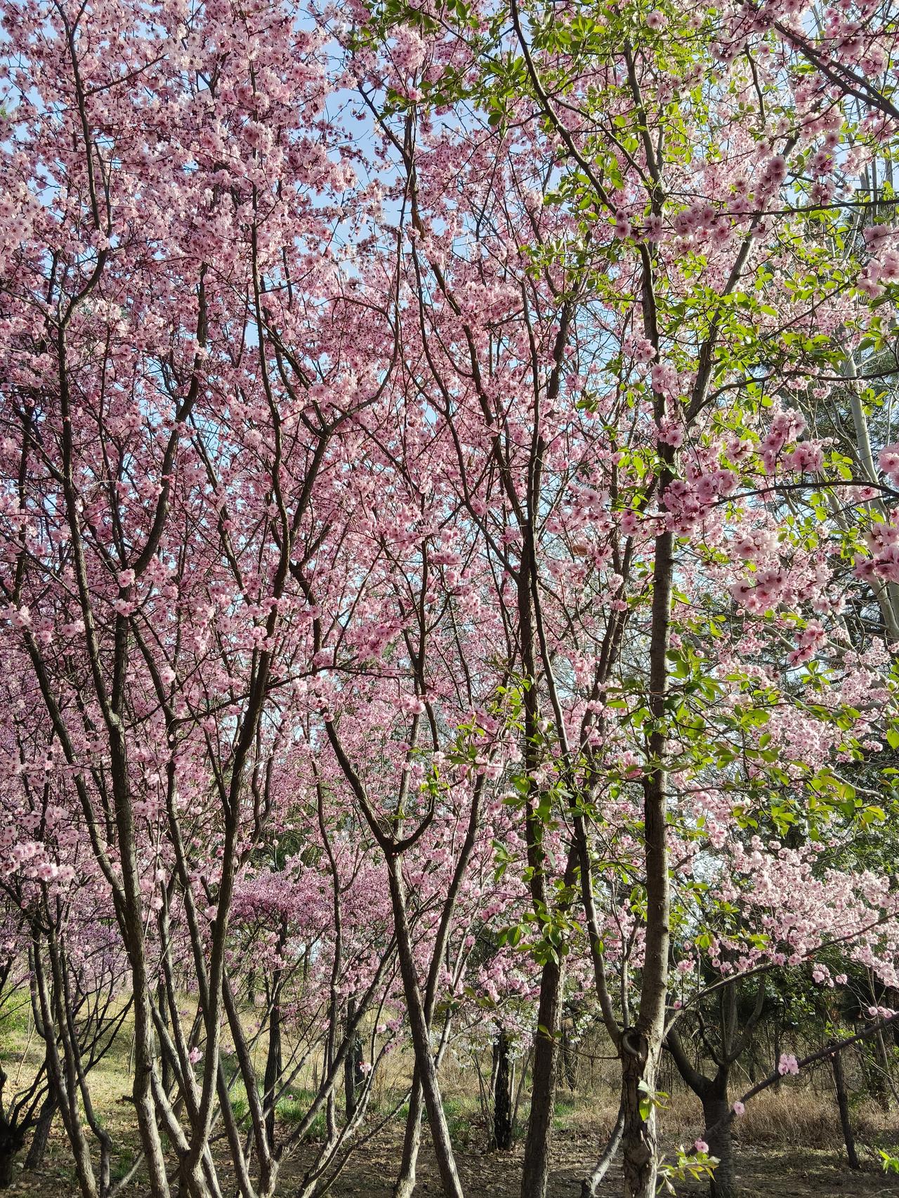网上为什么有这么多的老师在晒退休金？


我早晨起来看头条，就刷到了两位老师在晒