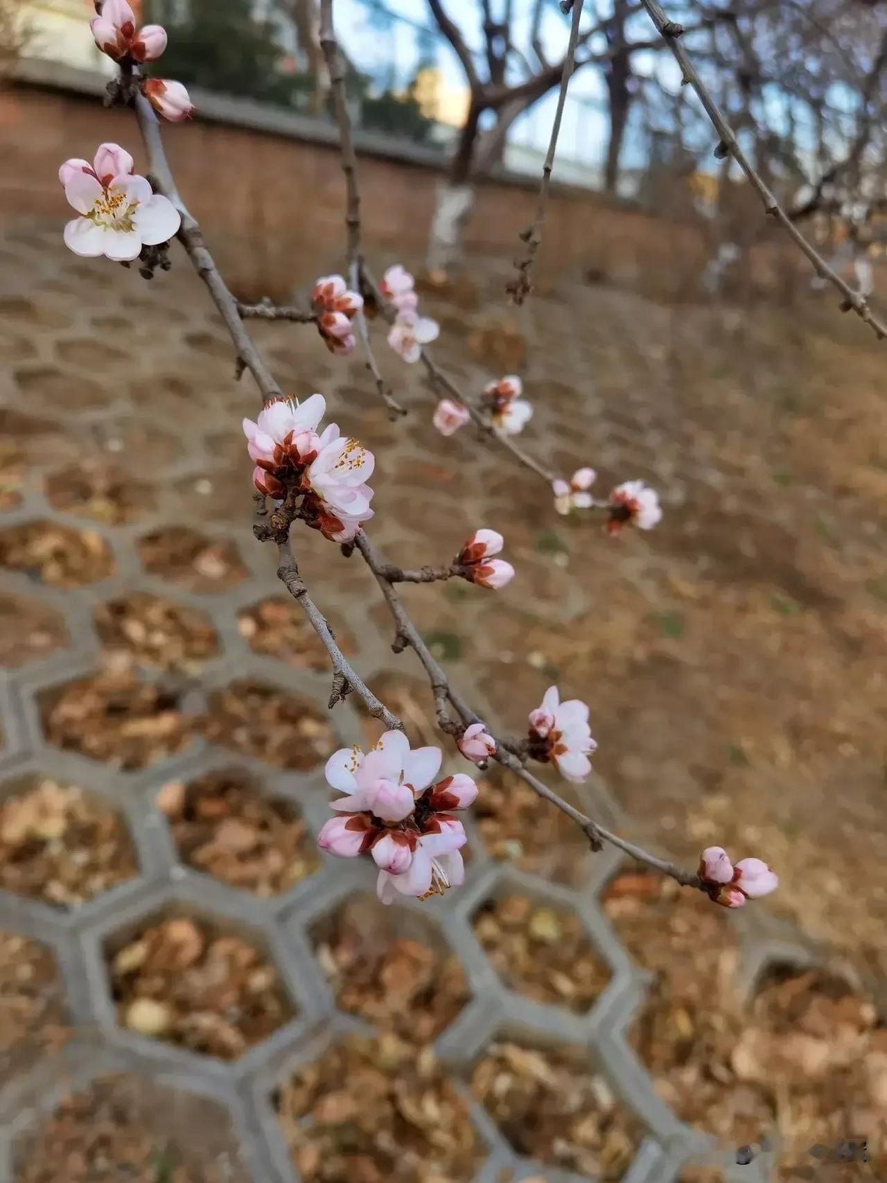 阳坡映日暖
先春绽桃红
年年花早放
众香随后从
2025年3月6日的北京
朝阳区