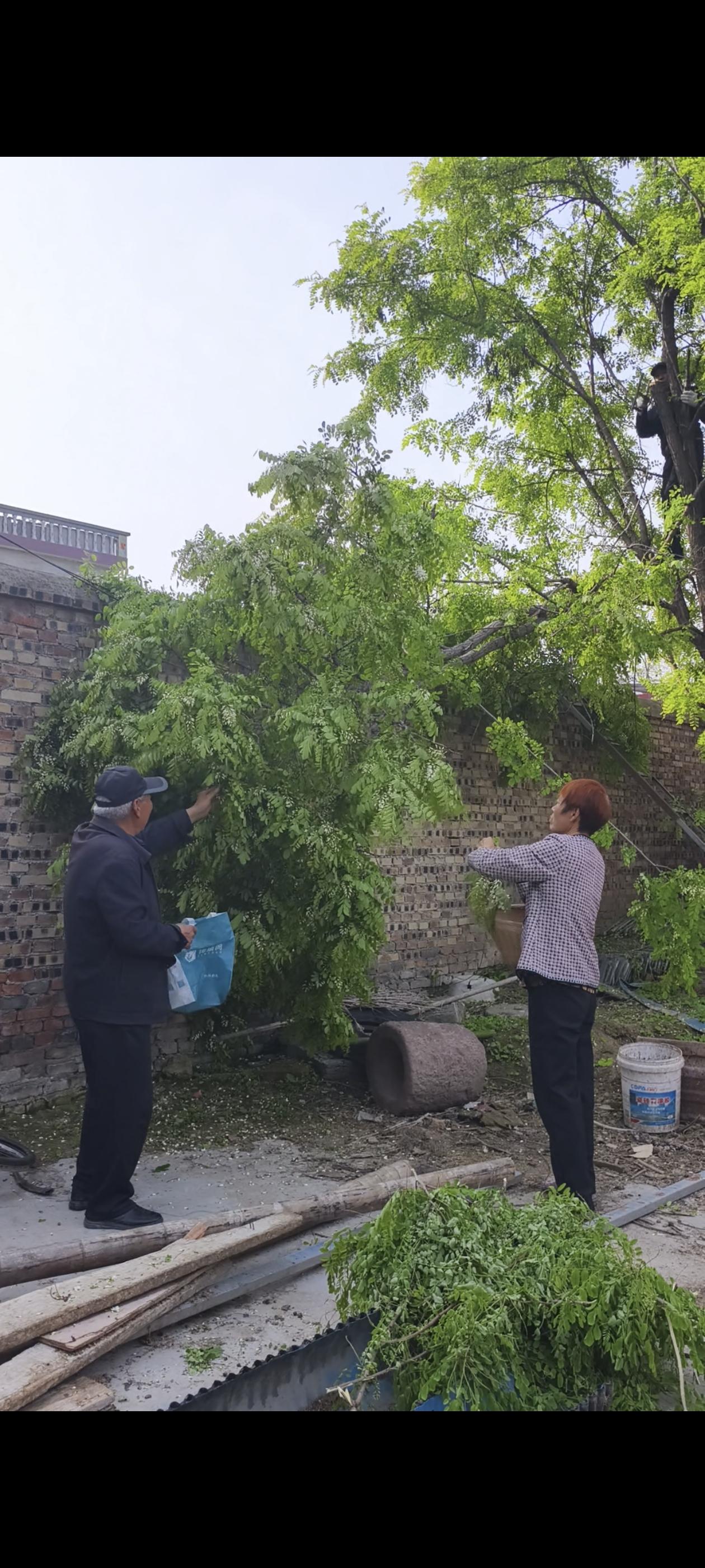 摘槐花
     今天没上班，抬头一看，槐树开花了，便招集领人们来摘槐花
   