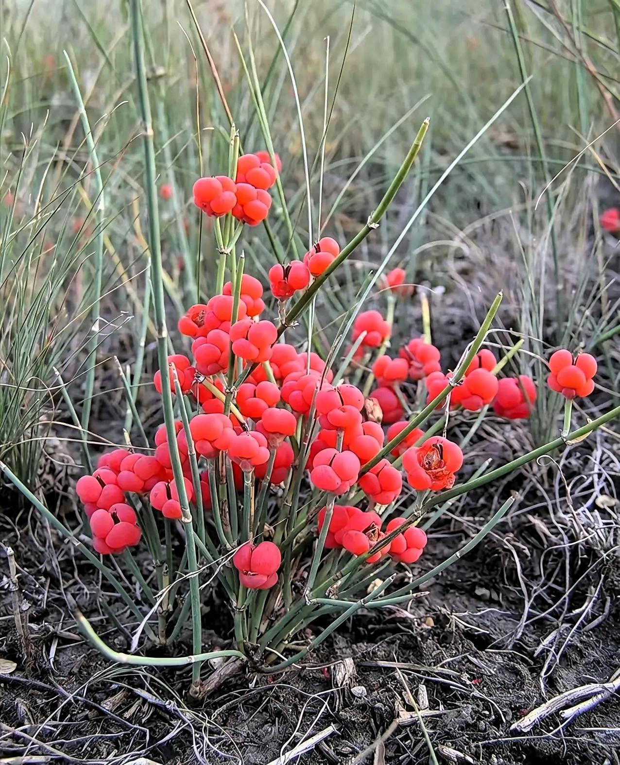9月26日，内蒙古赤峰，一牧民在草场清理游客丢弃的垃圾，突然看到山坡碎石缝中生长