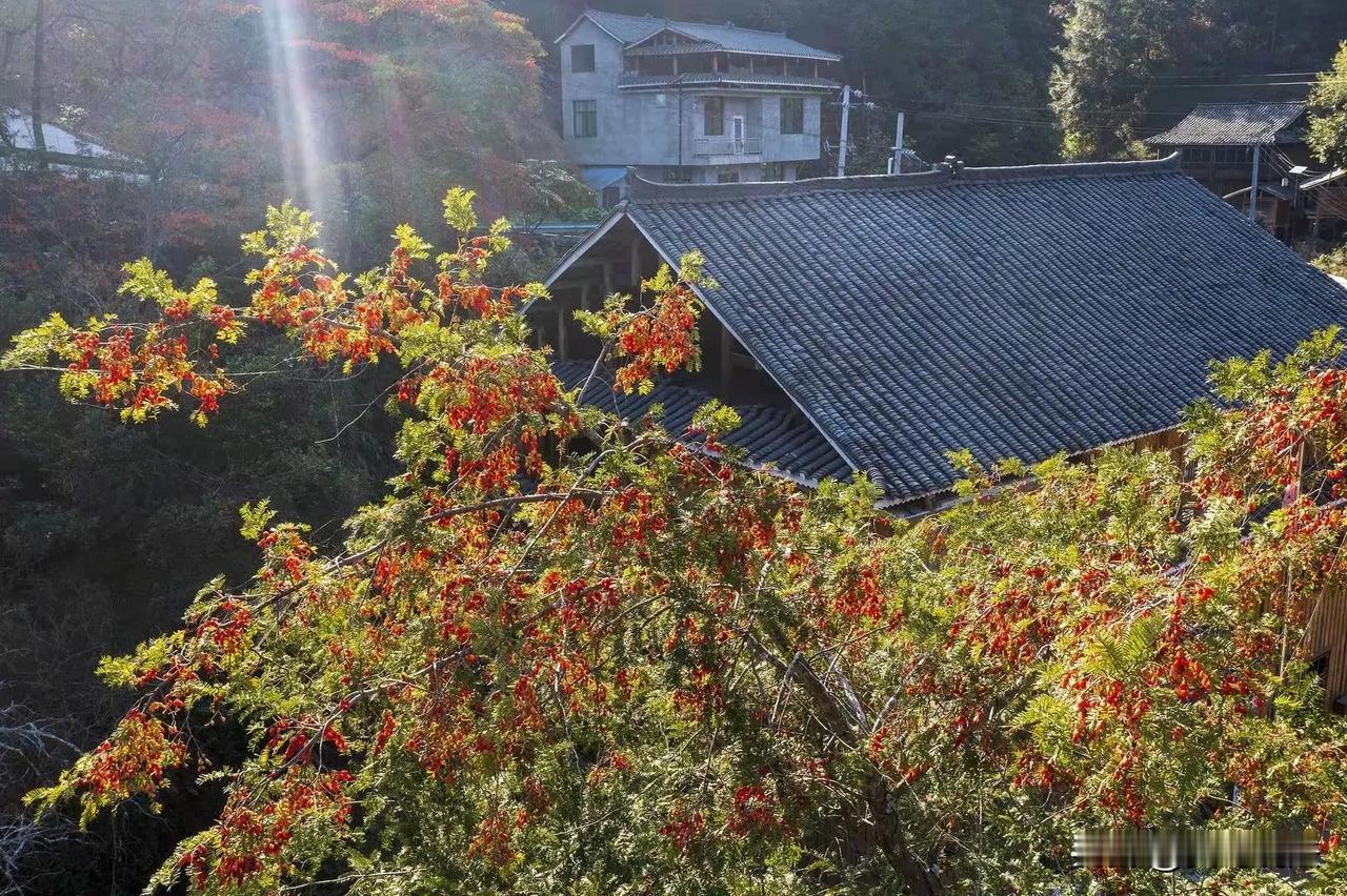 甘肃陇南发生一起具有警示意义的案件，一老农在山上挖了3株野生红豆杉被警方发现后，