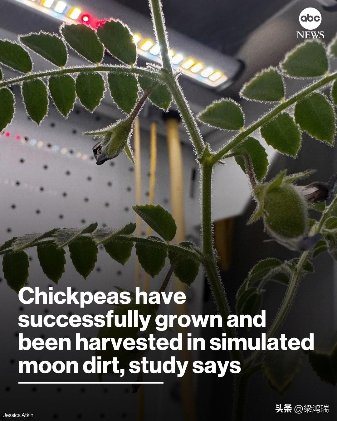 一项新研究表明，美国科学家们在模拟月球土壤中成功种植鹰嘴豆后，距离在月球上种植农