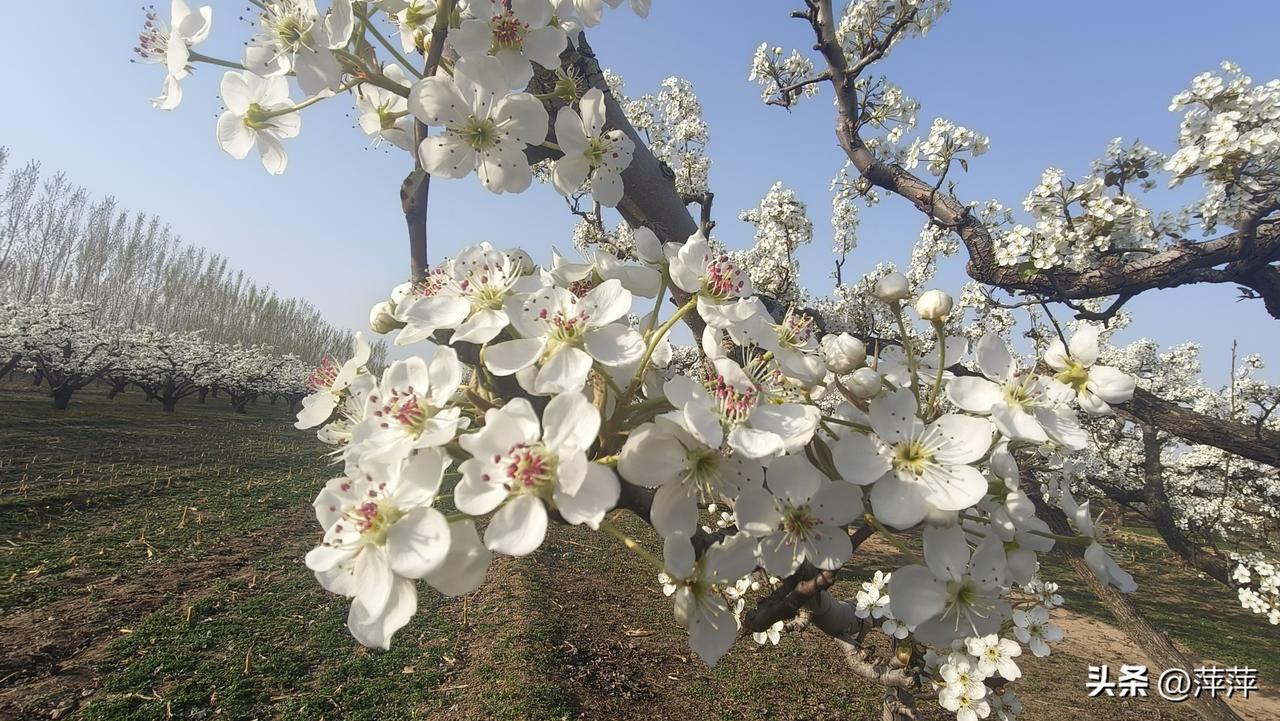 春日生活打卡季梨花开了，想起了当年的他。梨花下的回忆一生都不会忘记的美好。