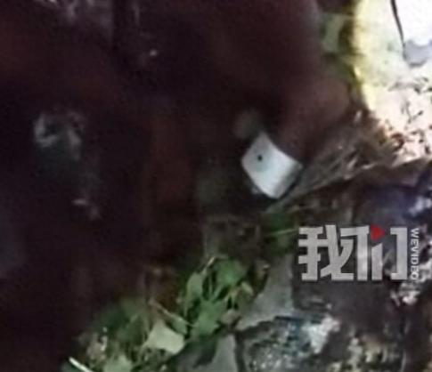 印尼北马鲁古省突发惊魂惨剧，40岁农民哈西姆野外遇袭，被7米网纹蟒整个人吞进腹中