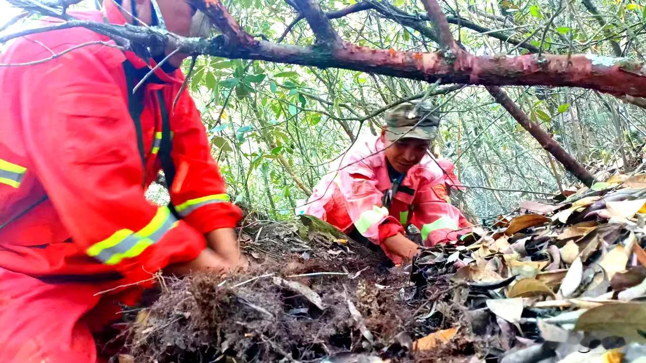 森林防火计划烧除工作，有效安全烧除后，清理余火也是重要的事情。护林员釆取手扒，锄