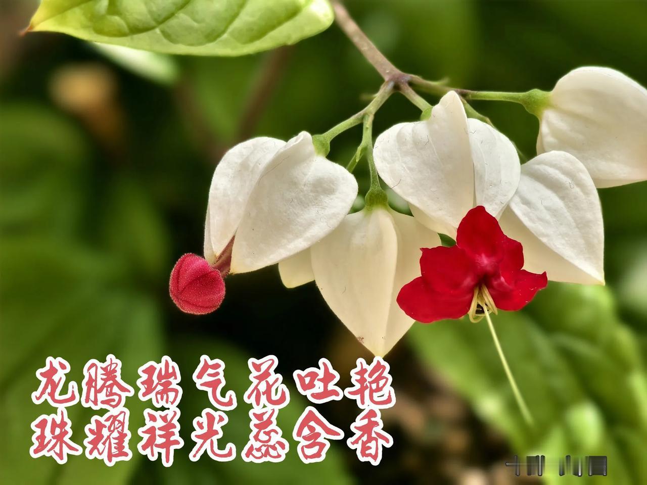 分享一张你最近随手拍的照片吧