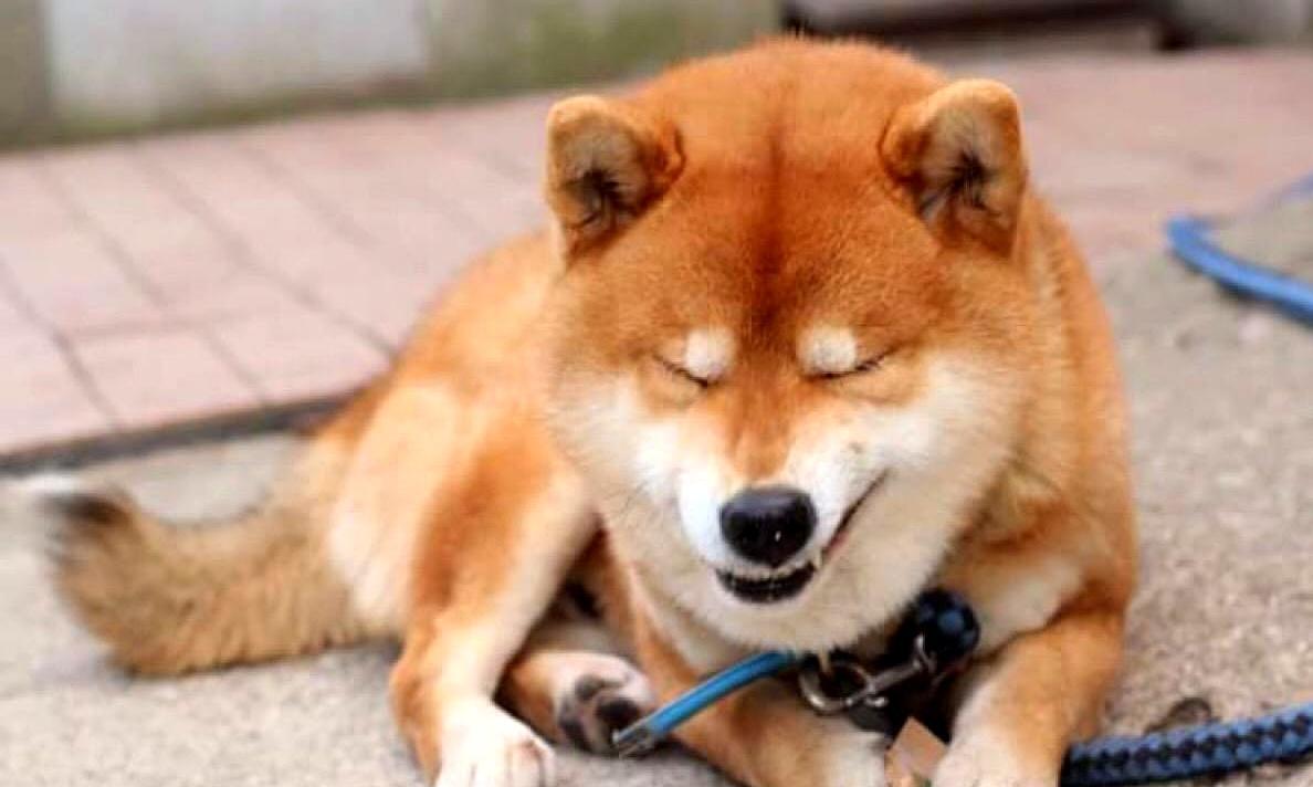 花15万给狗办葬礼，全家守孝7天引热议：这不是炫富，是藏在陪伴里的深情
 
花1