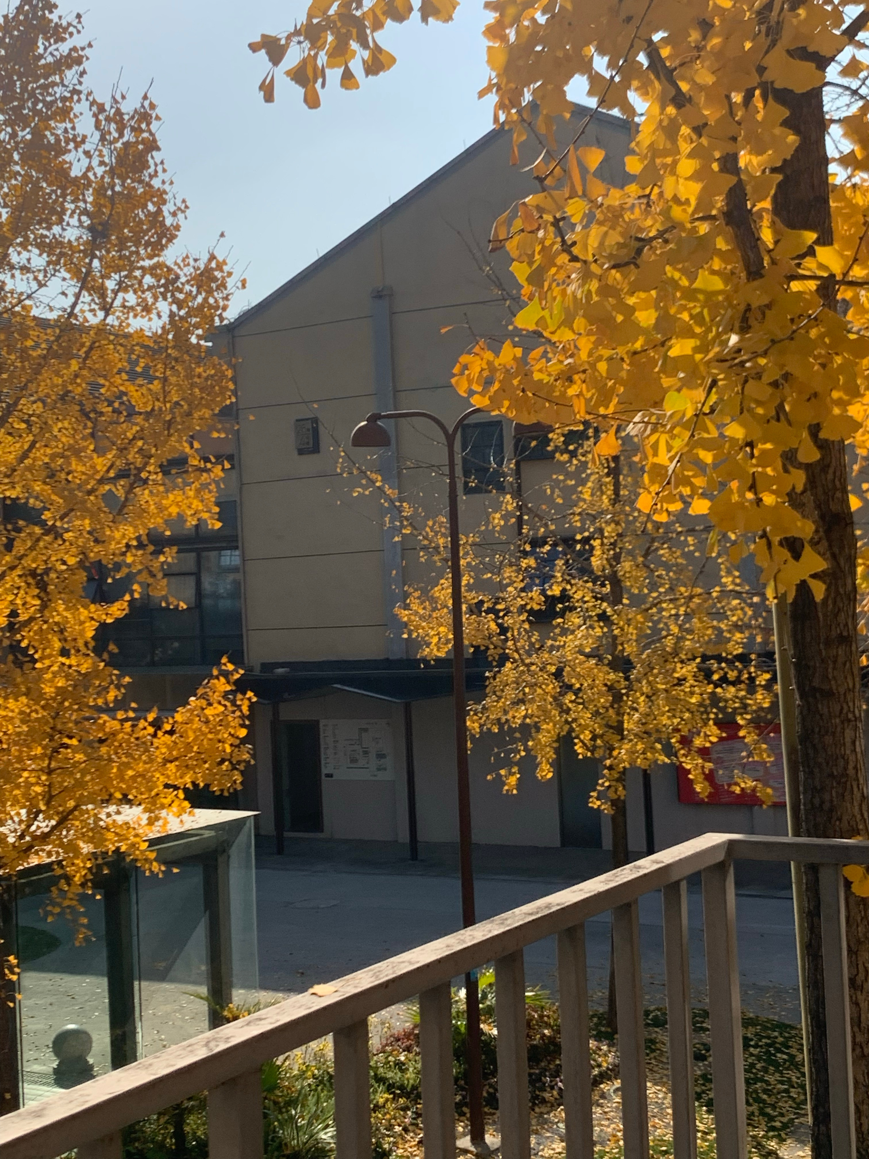 在家里没看到的银杏来杭州看了哈哈哈