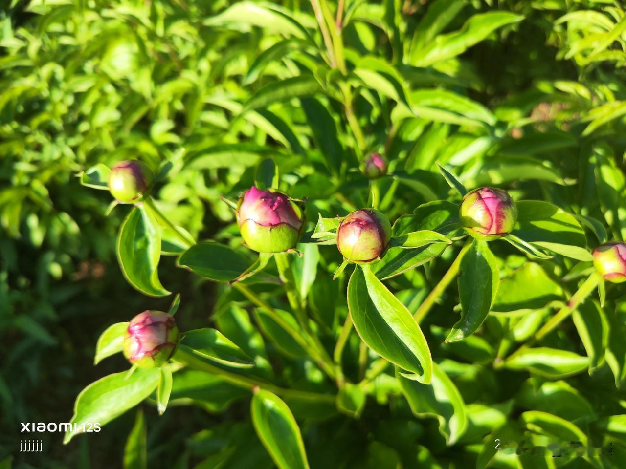 渭南人和公园的牡丹花竞相开放，争奇斗艳，美奂绝伦。牡丹观赏基地 花园里赏牡丹