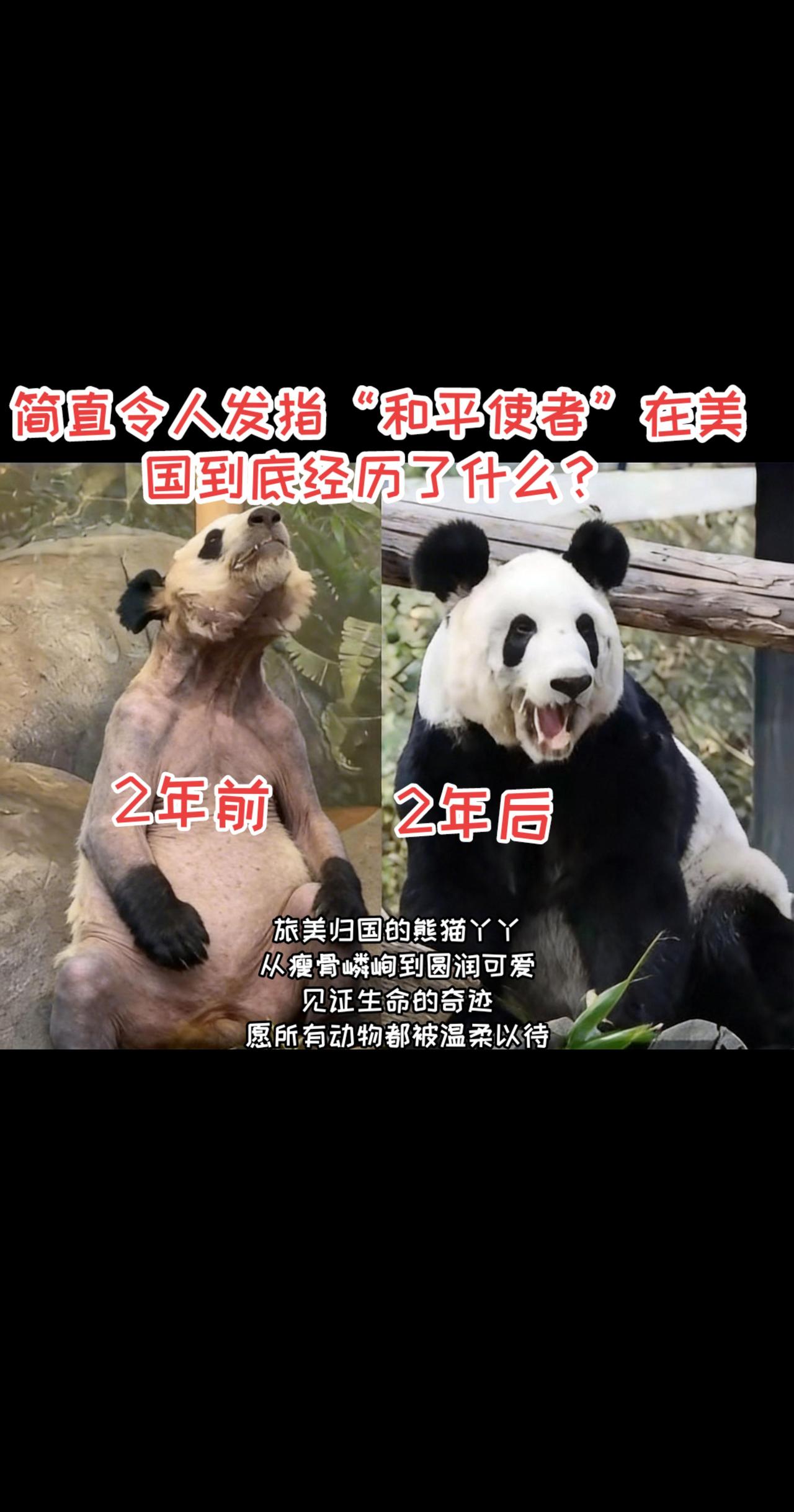 有图有真相！
热点 大熊猫 动物世界 治愈系