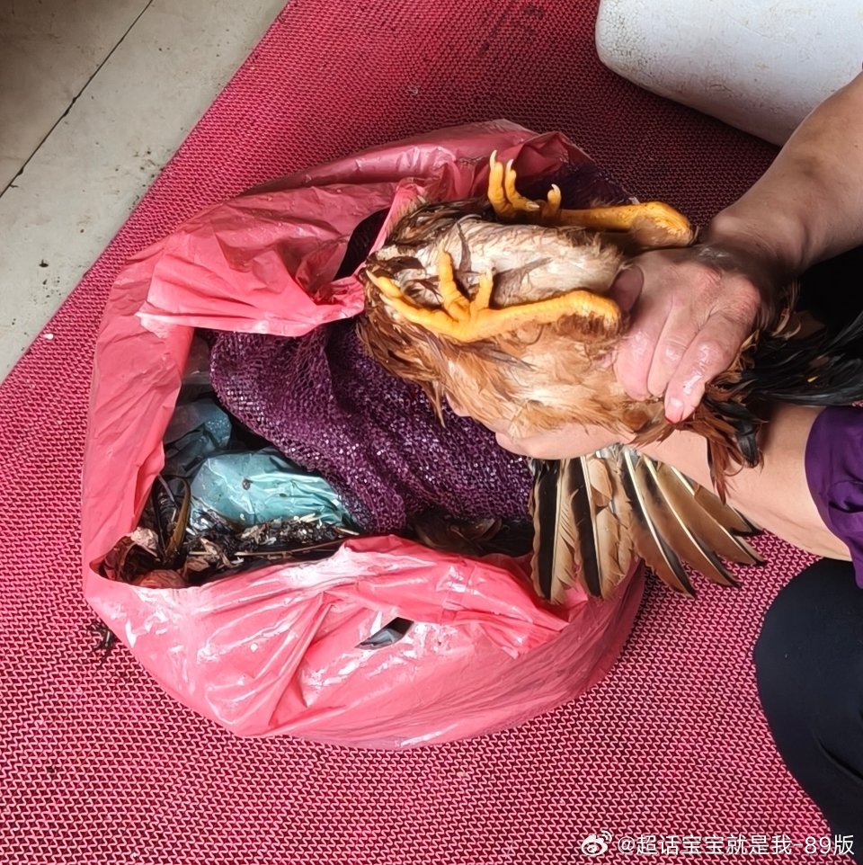 我们这里不让买活🐓，买只🐓还要偷偷猫猫