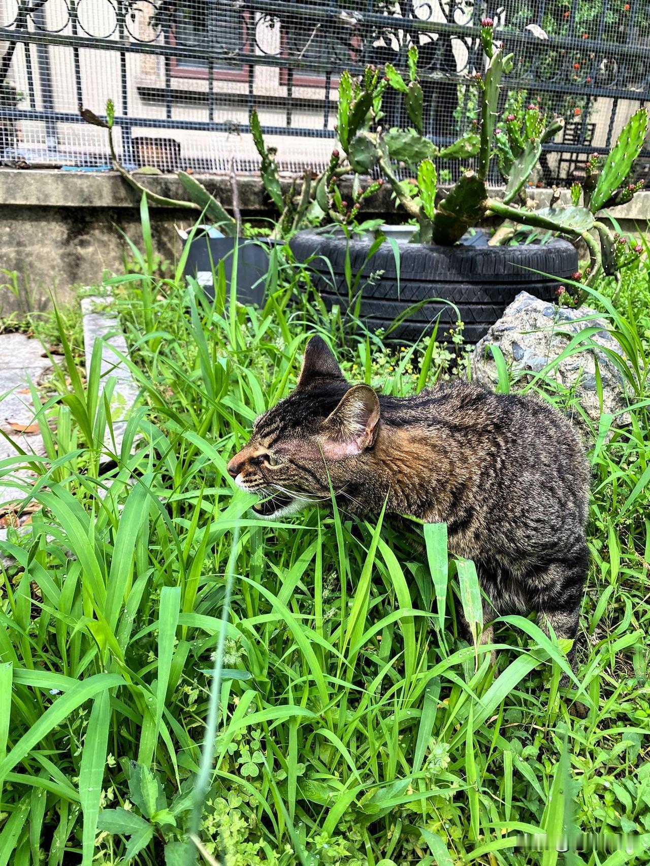 分享你家的小猫雨后的清晨，狸花猫也要岀来找草吃，最近狸花猫可能心情不好，很少出门