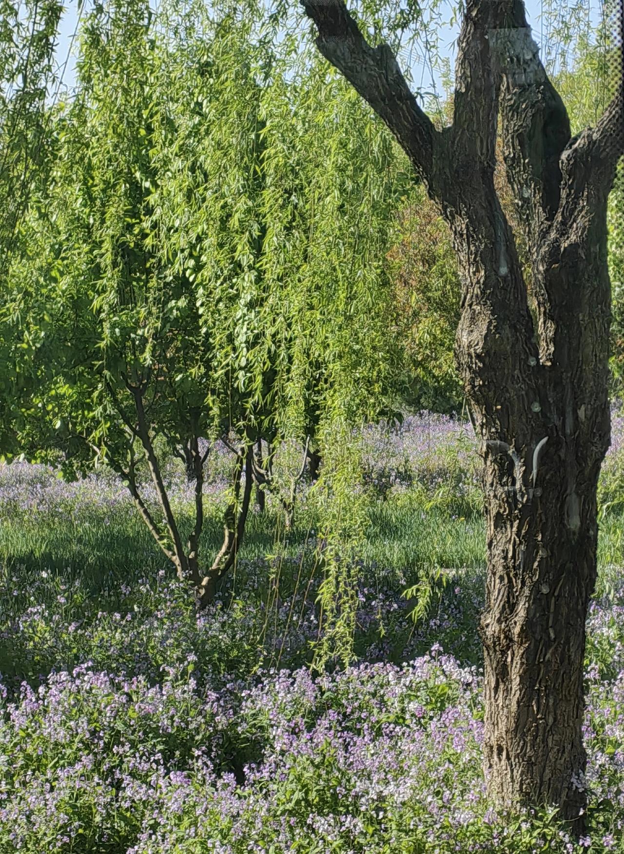 我老公这人真有意思，平时跟小叔子也没什么联系，现在需要拉东西了，才想起给人打电话