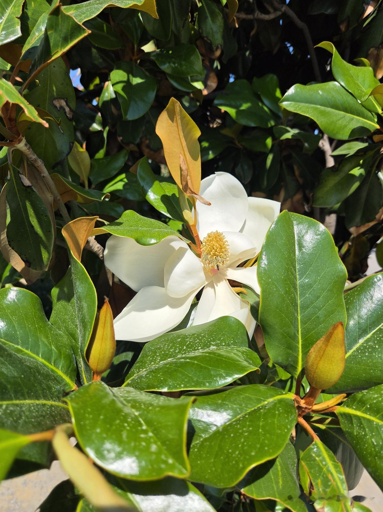 这是什么花？远看像上海市花——白玉兰，近看叶片和花形都略有不同。这花很香