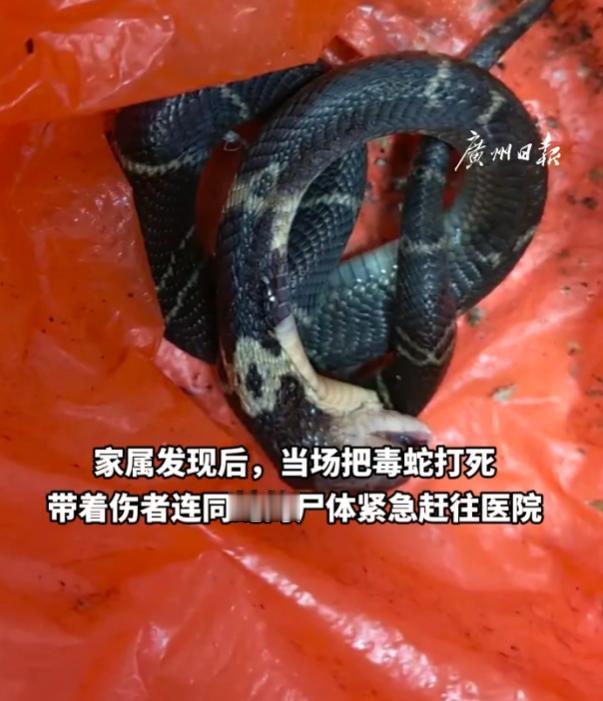中山阿婆家门口撞见眼镜蛇，抬脚直接去踢，险些酿成大祸！

广东中山一处居民自建房