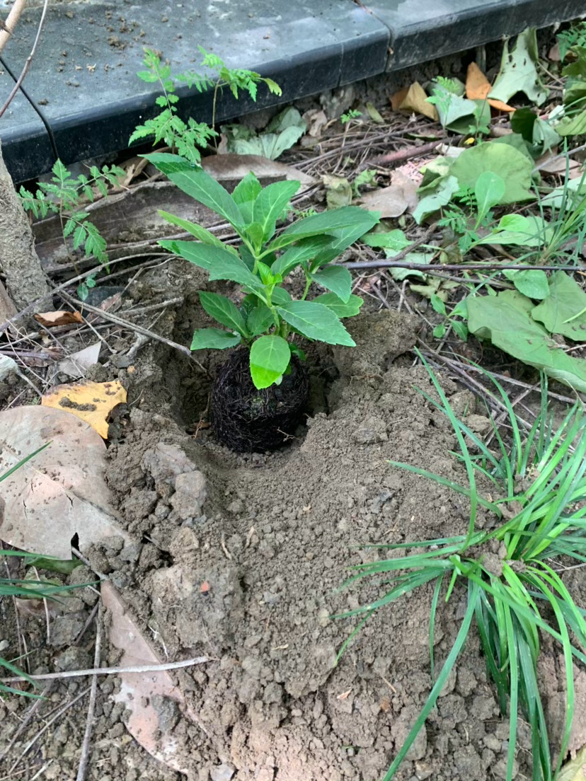 一直感觉这个角落很适合绣球，那就买几颗种下。四颗种下了后悔了高温来了不知道是否能