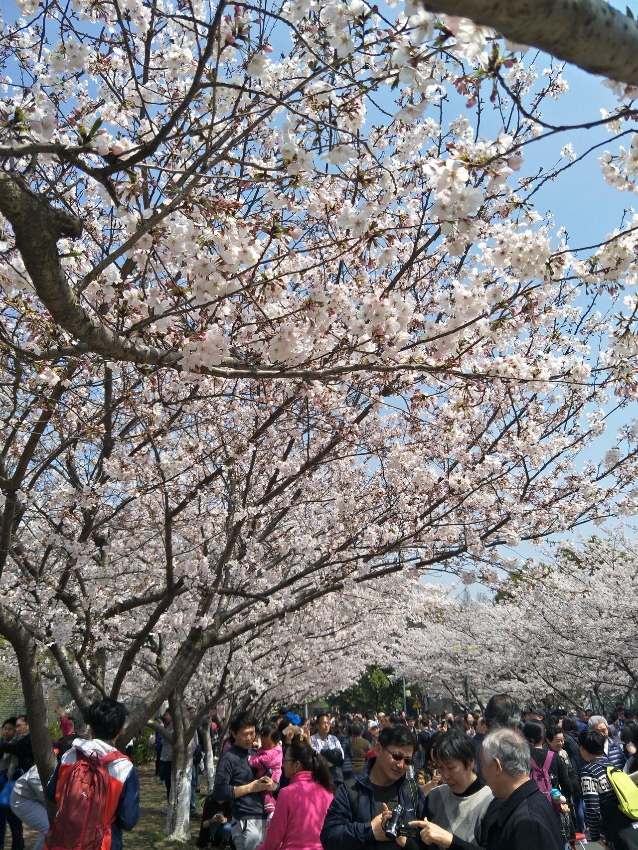 手机相册里一共🈶7952张花的照片和视频，那就随意分享一组吧！

看看都有哪个