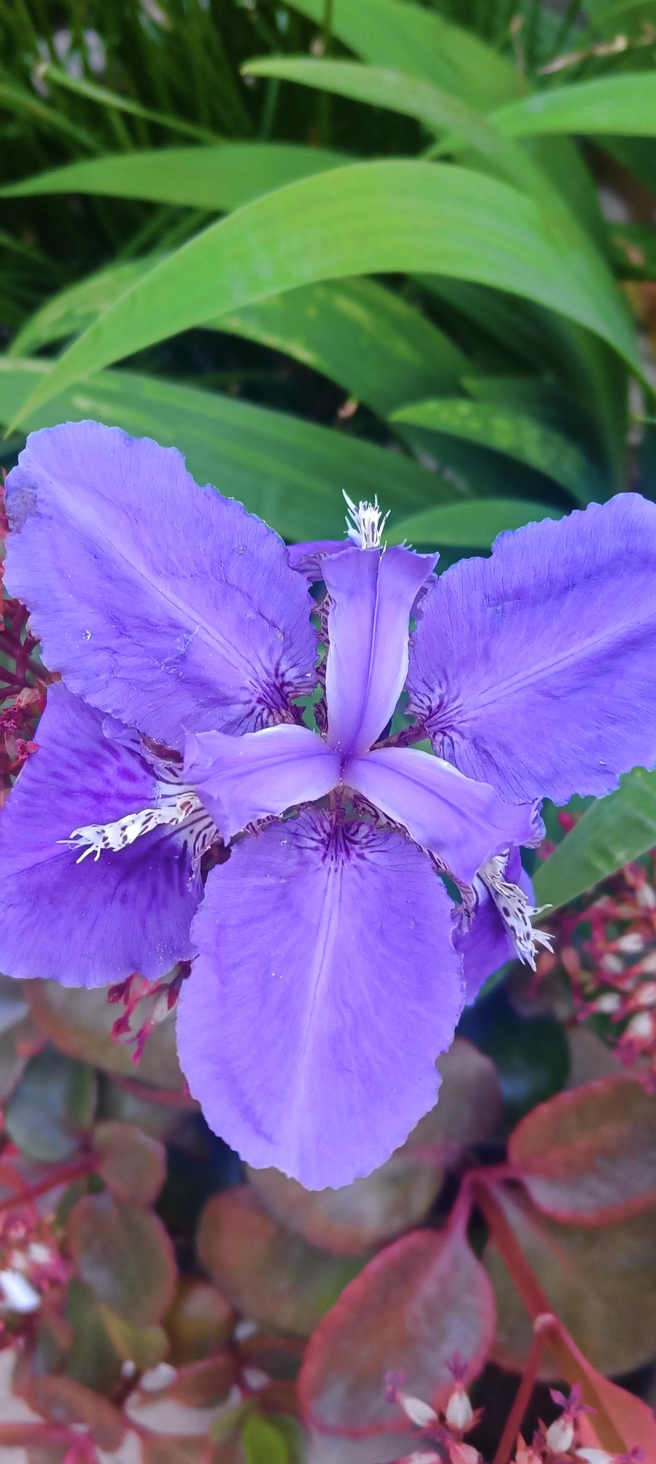 又到了周末，什么也不想干，只想赖在床上睡个懒觉，刷一会手机，或者发发呆，摆摆烂。