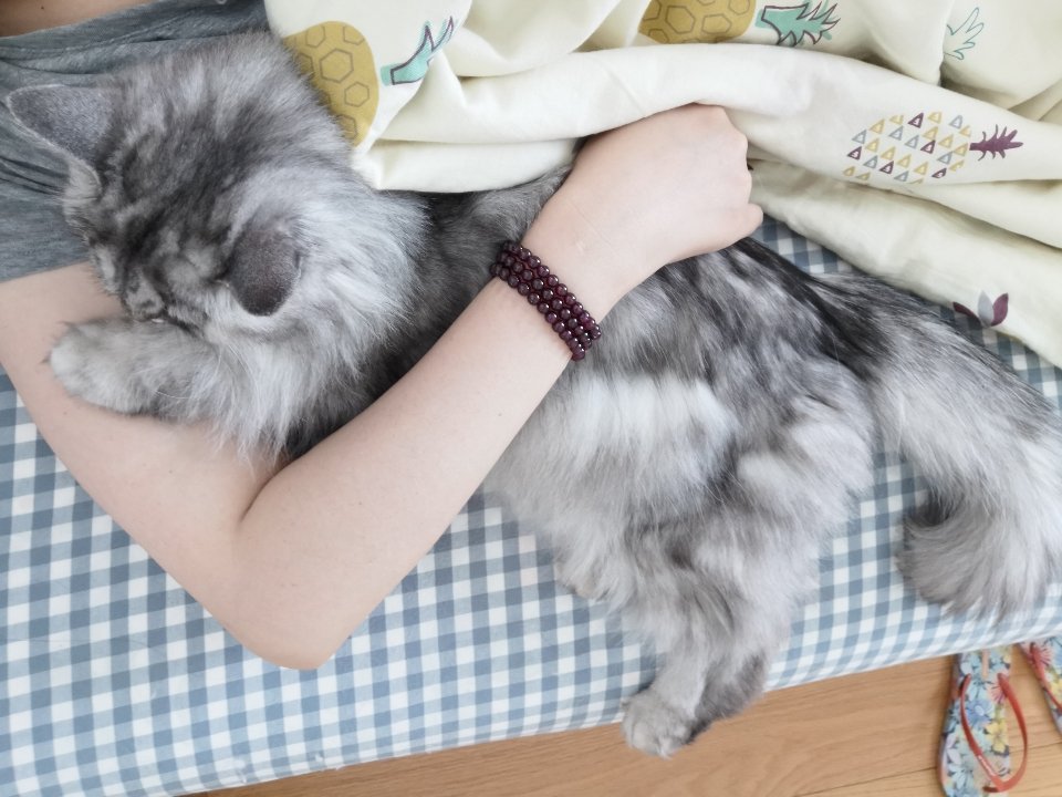 毛弟又是个粘人的小猫咪啦萌宠c位计划