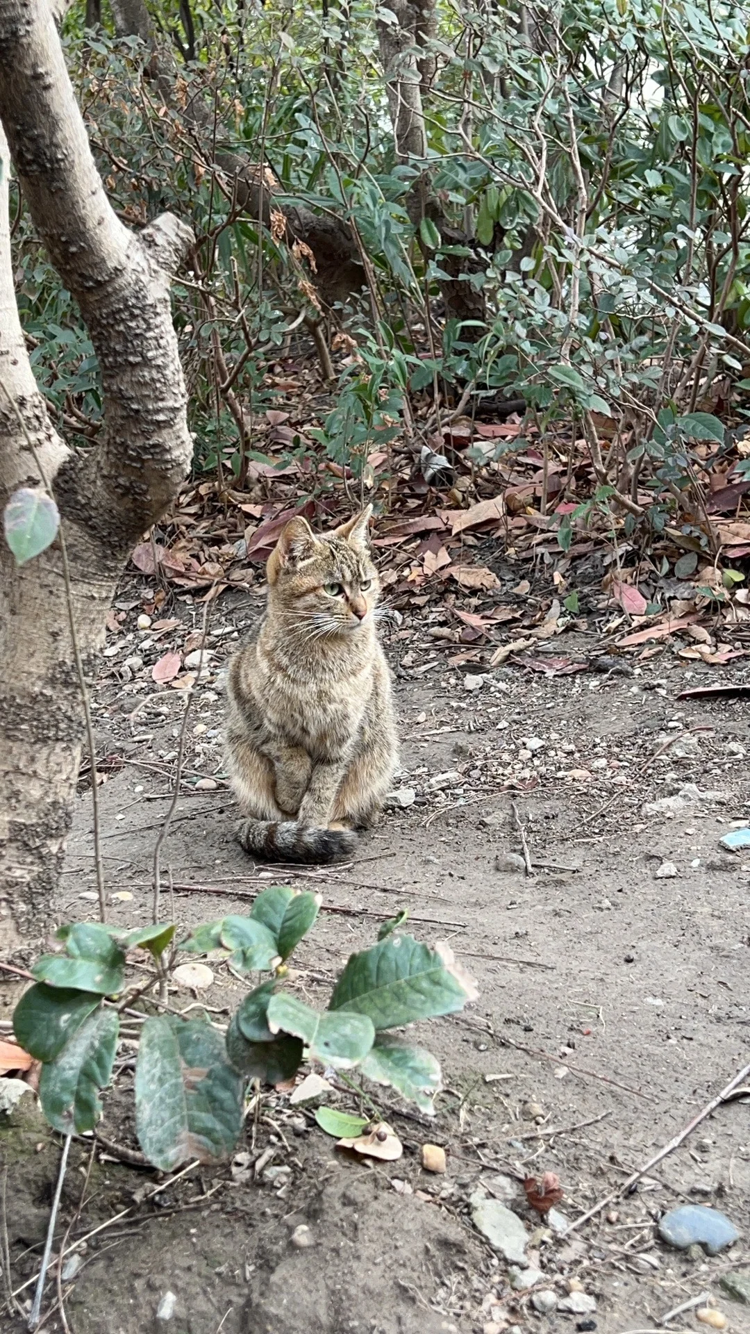 果然，小红花会带来好运🍀