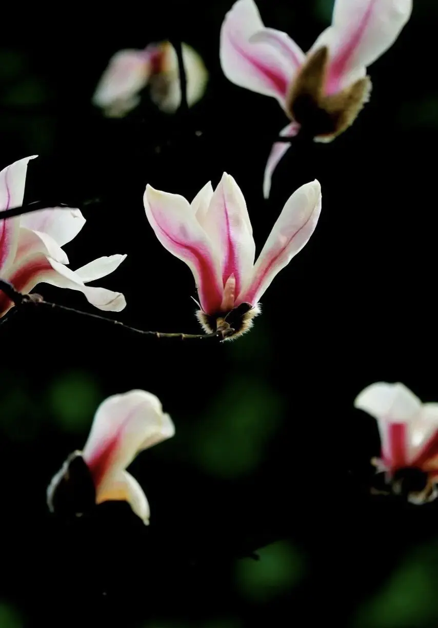 玉兰花 独立枝头，纯净无瑕 ！