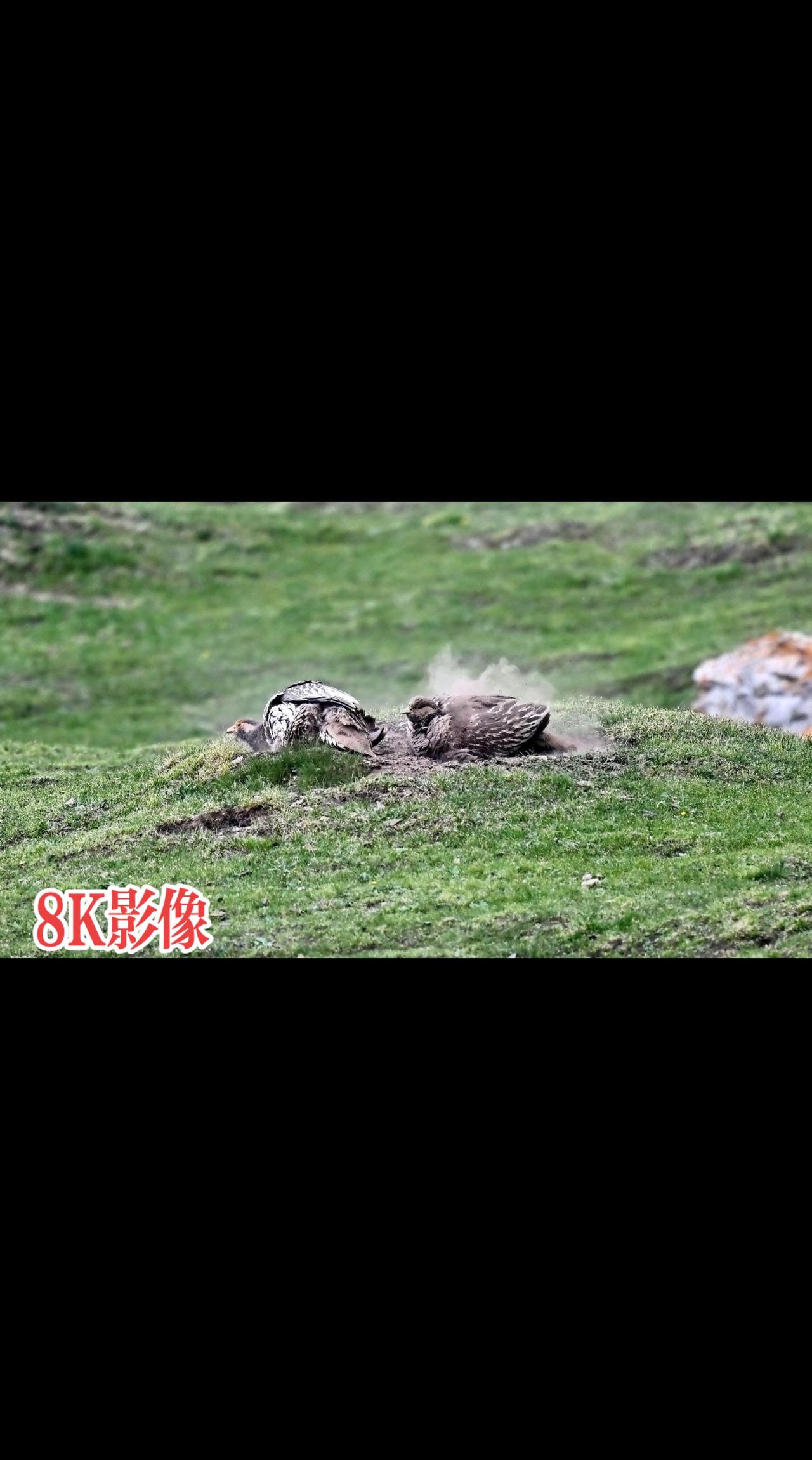 祁连山国家公园，是野生动物生存环境的庇佑所……野生动物零距离 神奇的大自然