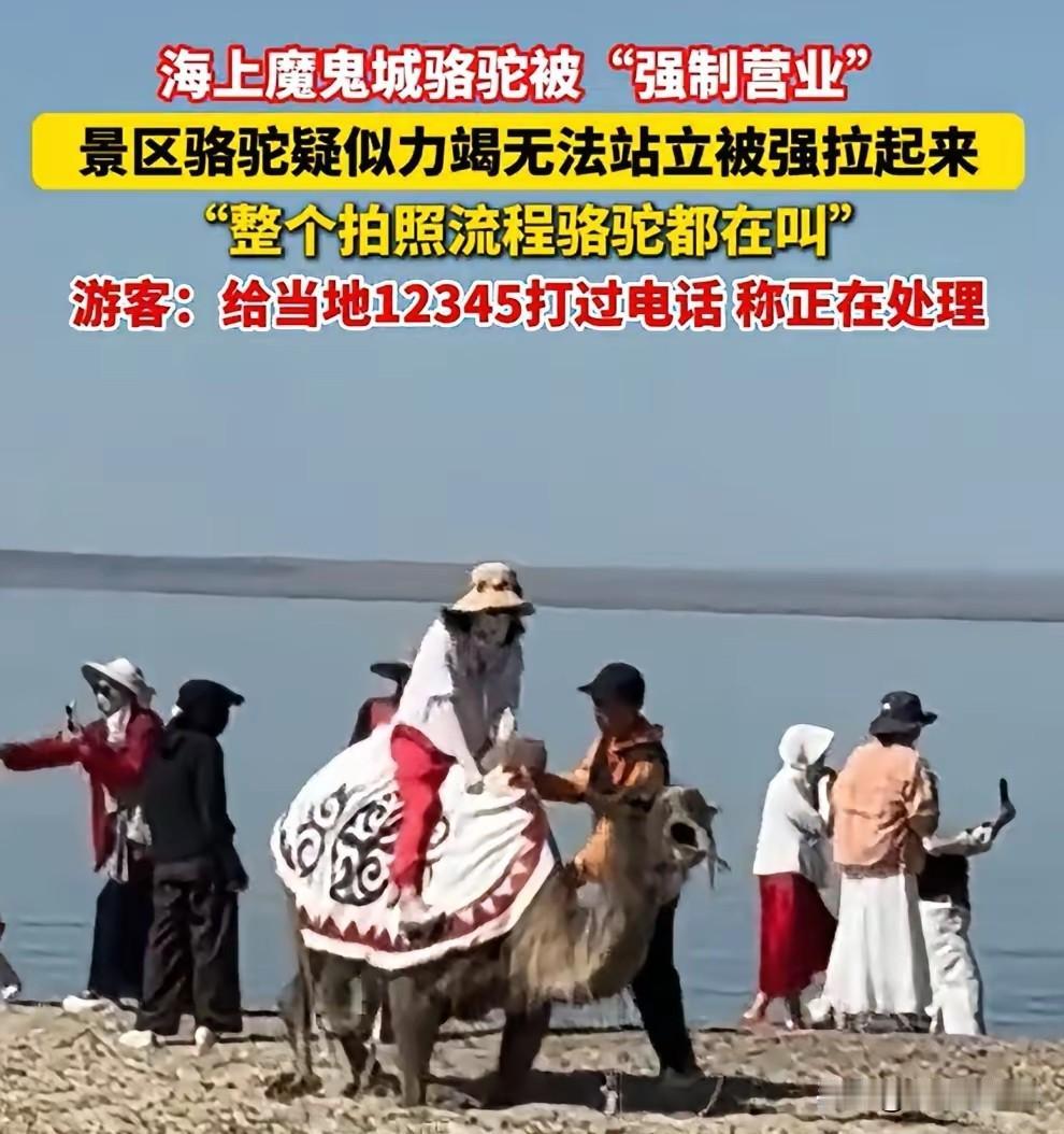 新疆阿勒泰海上魔鬼城景区，拍到游客骑骆驼画面惨不忍睹。   


画面中，游客骑