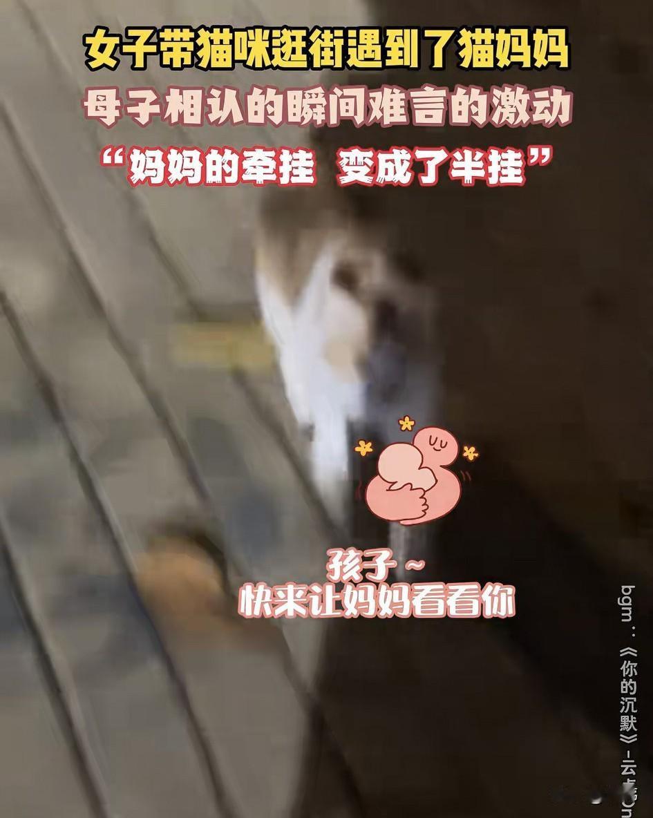 一位小姐姐收养了一只小流浪猫，一直对它疼爱有加。小猫被她养的白白胖胖的，非常可爱
