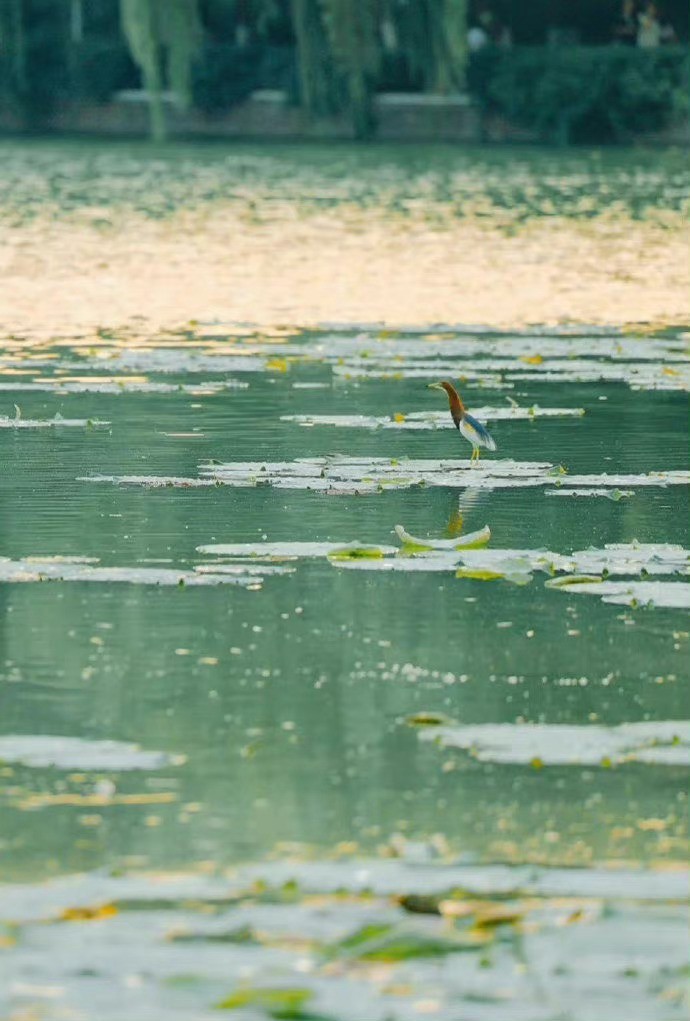 缓解我焦虑的一段话，分享给大家：  “我们终其一生寻找的，应该是自己喜欢的生活方
