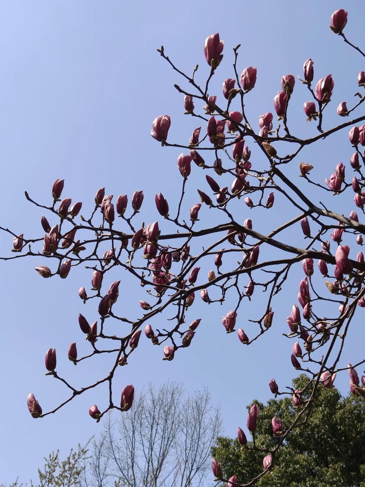春风十里，我在等你

三月的风，终于软了下来。

推开窗，玉兰在枝头举起了白色的