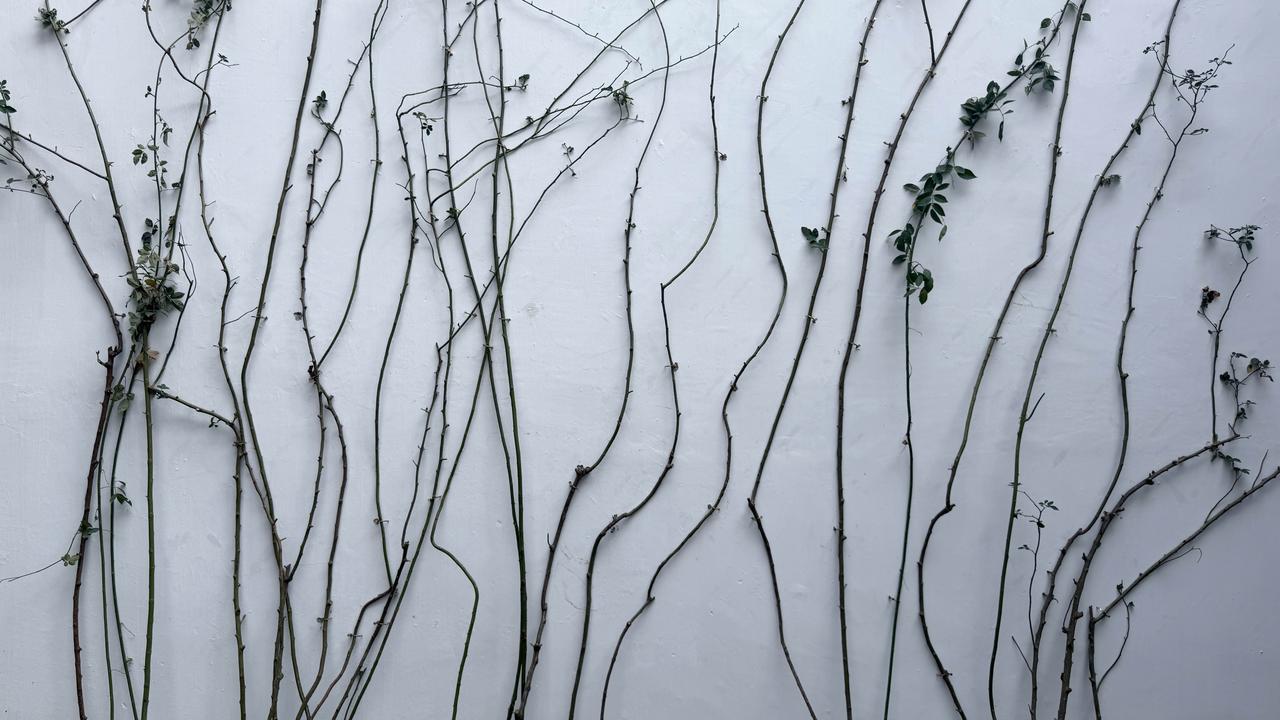 分享一张最近随手拍的照片藤蔓攀墙，坚韧向上，于平凡处绽放盎然生机。