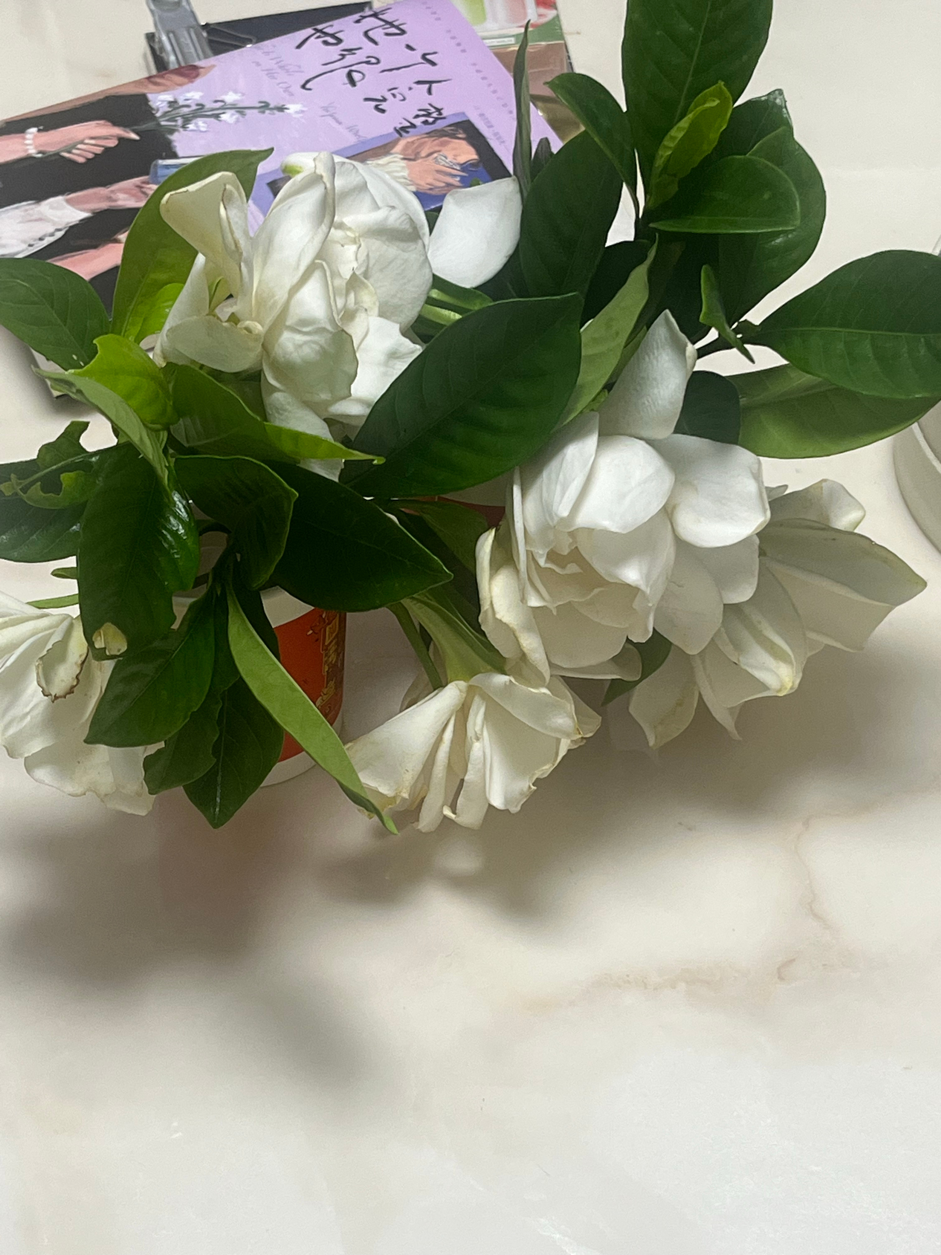 我妈是天使来的今天给我送西瓜就把家里简单收拾了一下把垃圾桶的袋子丢了窗户也打开透