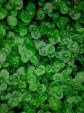 铜钱草
            一
为花为草懒纷争，
至始至终心底明。
平生拒为