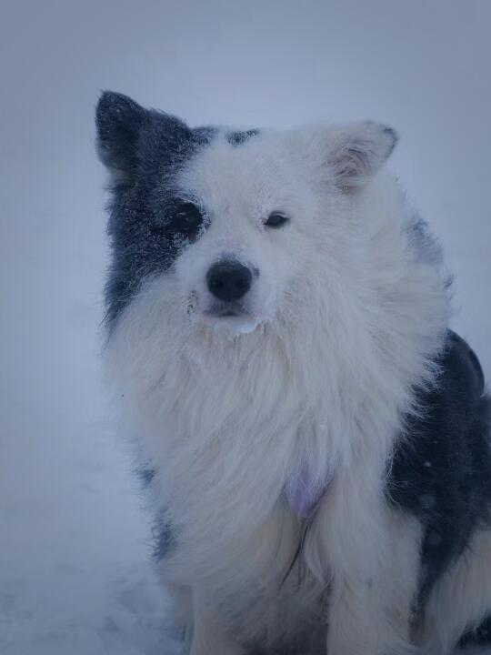 想要小狗毛量好😂带他来香格里拉直接变身