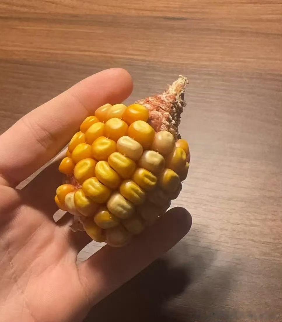 一年前录宝藏摘的玉米留到现在🌽 ​​​