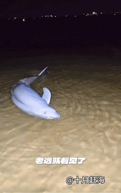 近日，一网友在山东日照海边赶海捡螺，偶遇了一只搁浅的“海豚”，他目测有三百多斤，