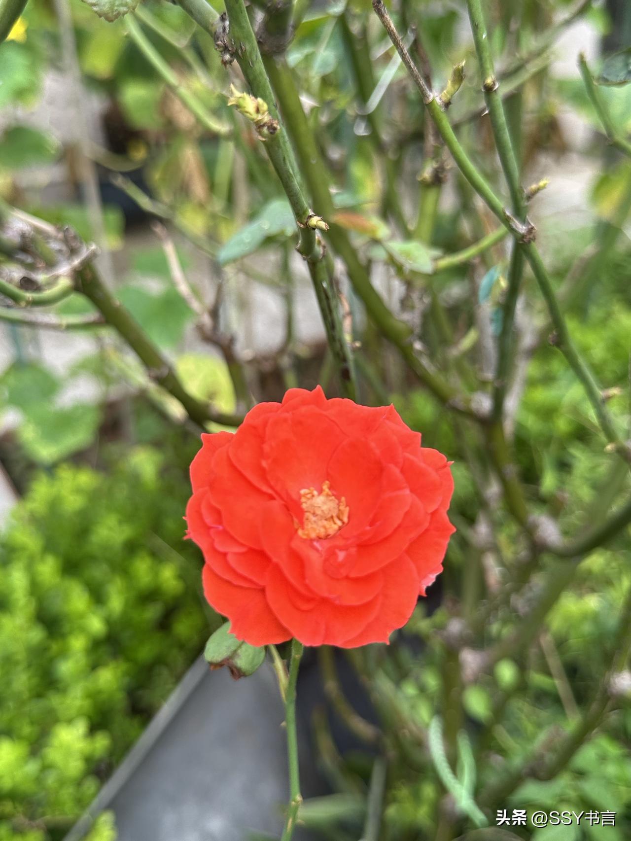 ，什么花都行