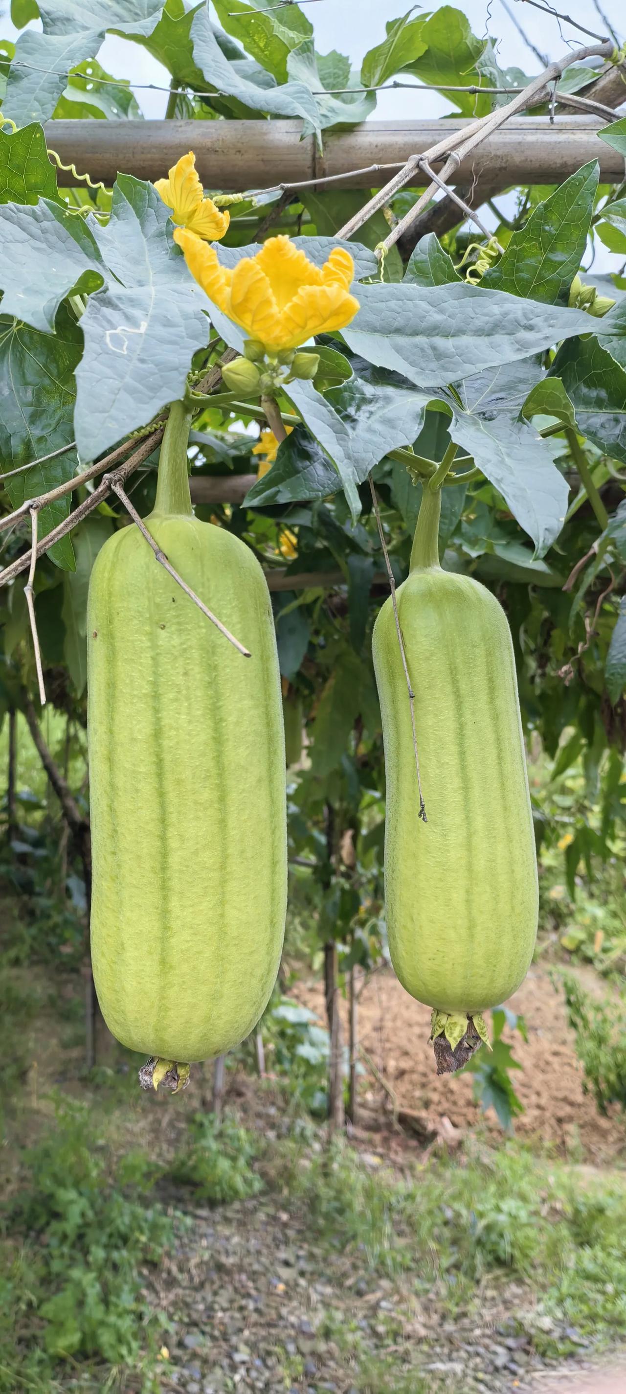 91岁的老爸种的丝瓜、辣椒🌶，满眼都是幸福[玫瑰][玫瑰][玫瑰]