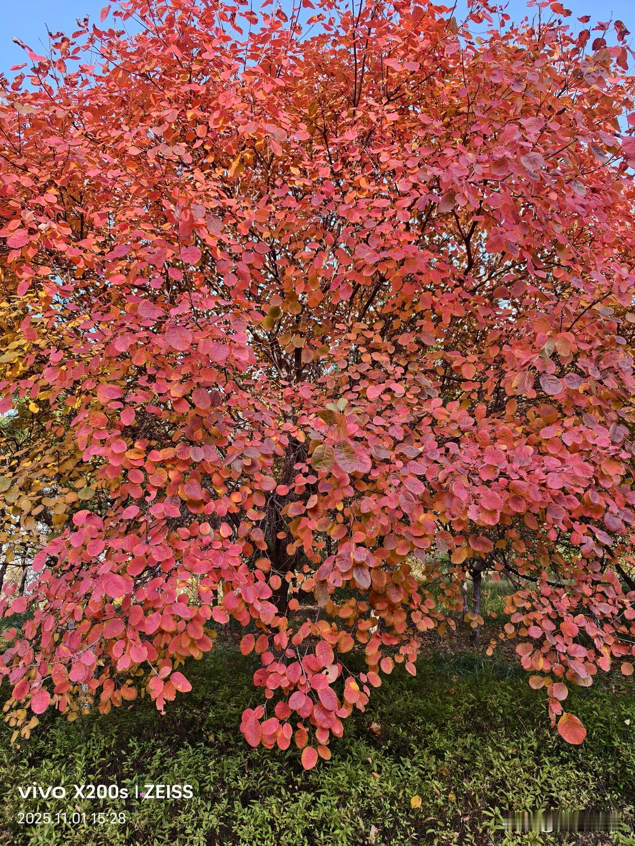 可以分享一张秋景的树叶的照片吗？秋天的颜色