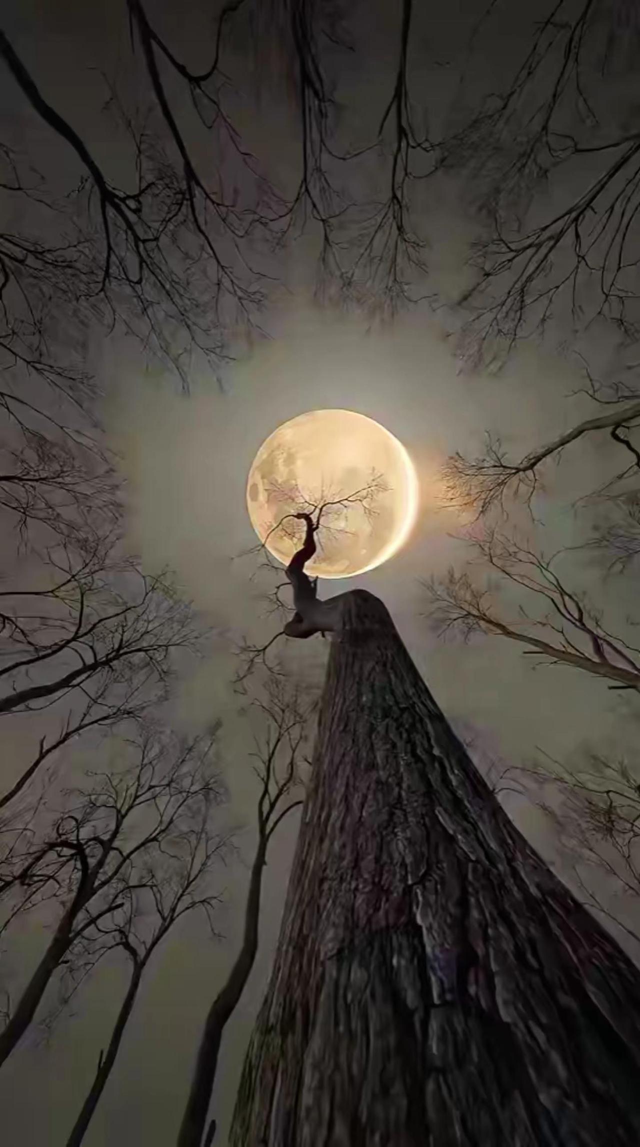 腊月十五的月亮