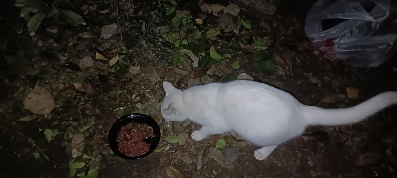 垃圾站小白猫今晚出现了，独享一份我单独给它准备的食物，它太亲人了，我怀疑它是家养