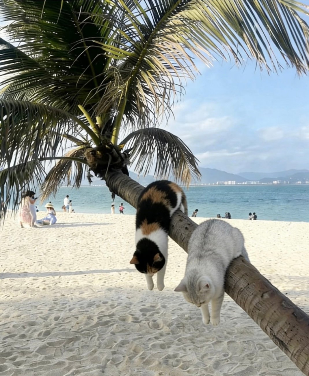 小猫，会玩，简直萌吐血