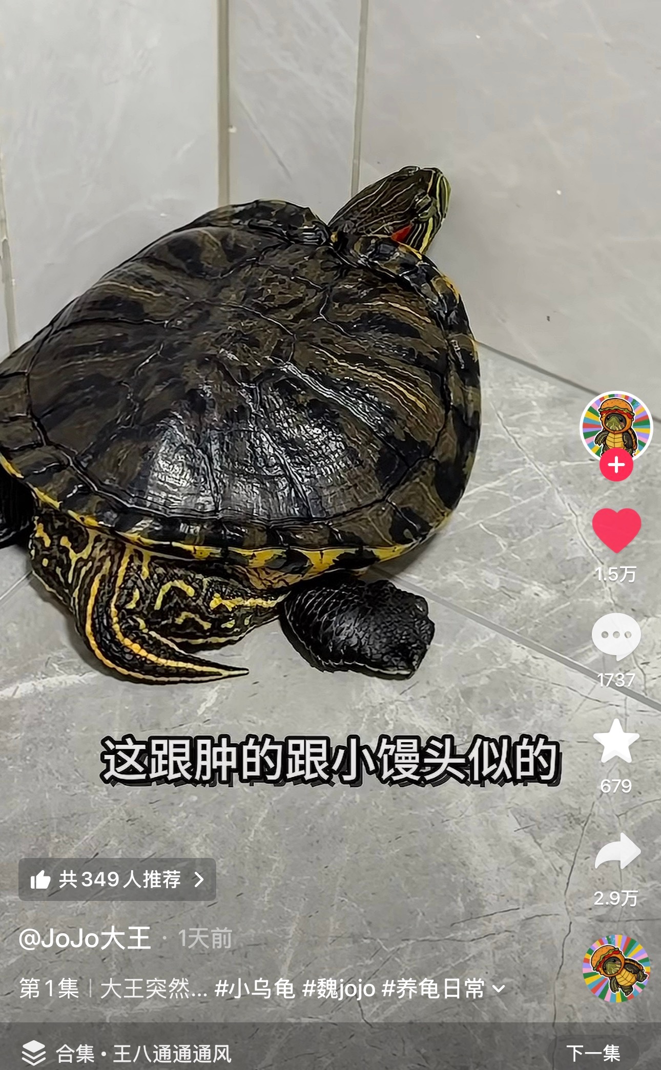 网友养了一只王八痛风了…那个爪子肿得老高，也不怎么能走路了，瘸了送到医院去看，医