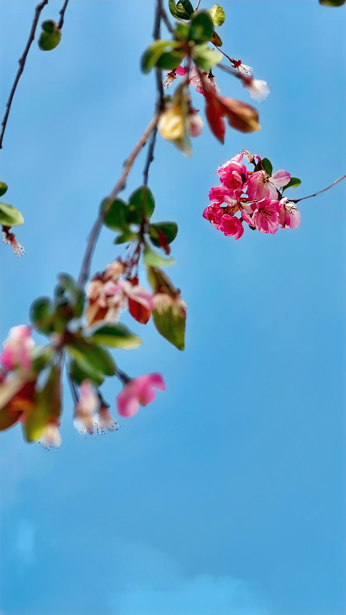 有没有漂亮的花朵图片吗这是随手拍的海棠花，我感觉还很漂亮的，你感觉呢？